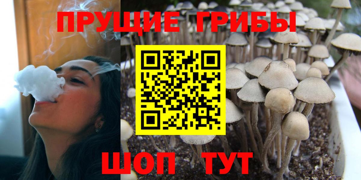 Галлюциногенные грибы Psilocybe Кизилюрт